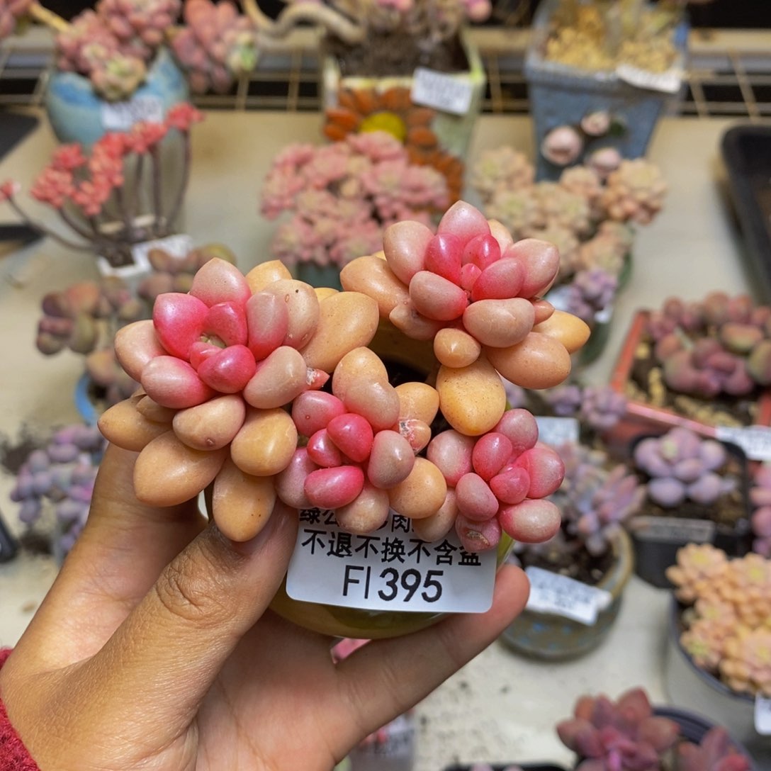 395先锋派多肉6cm