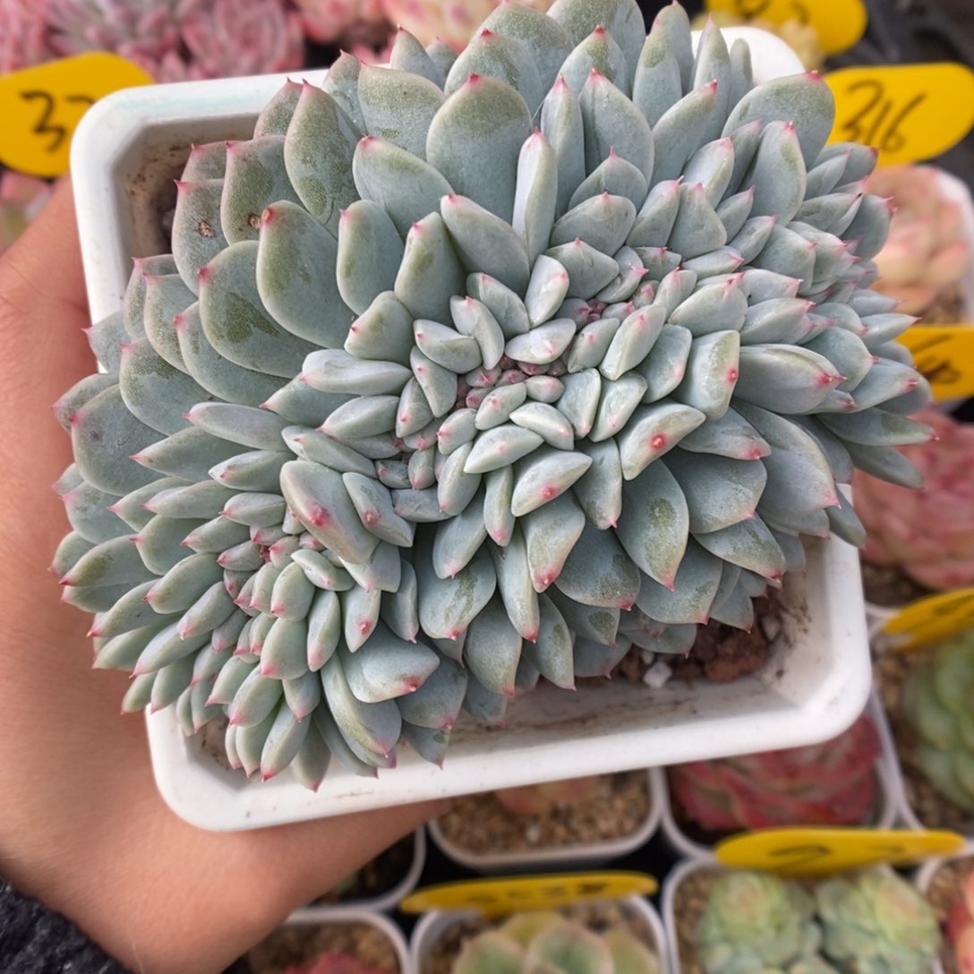 糖心缀化328号。   