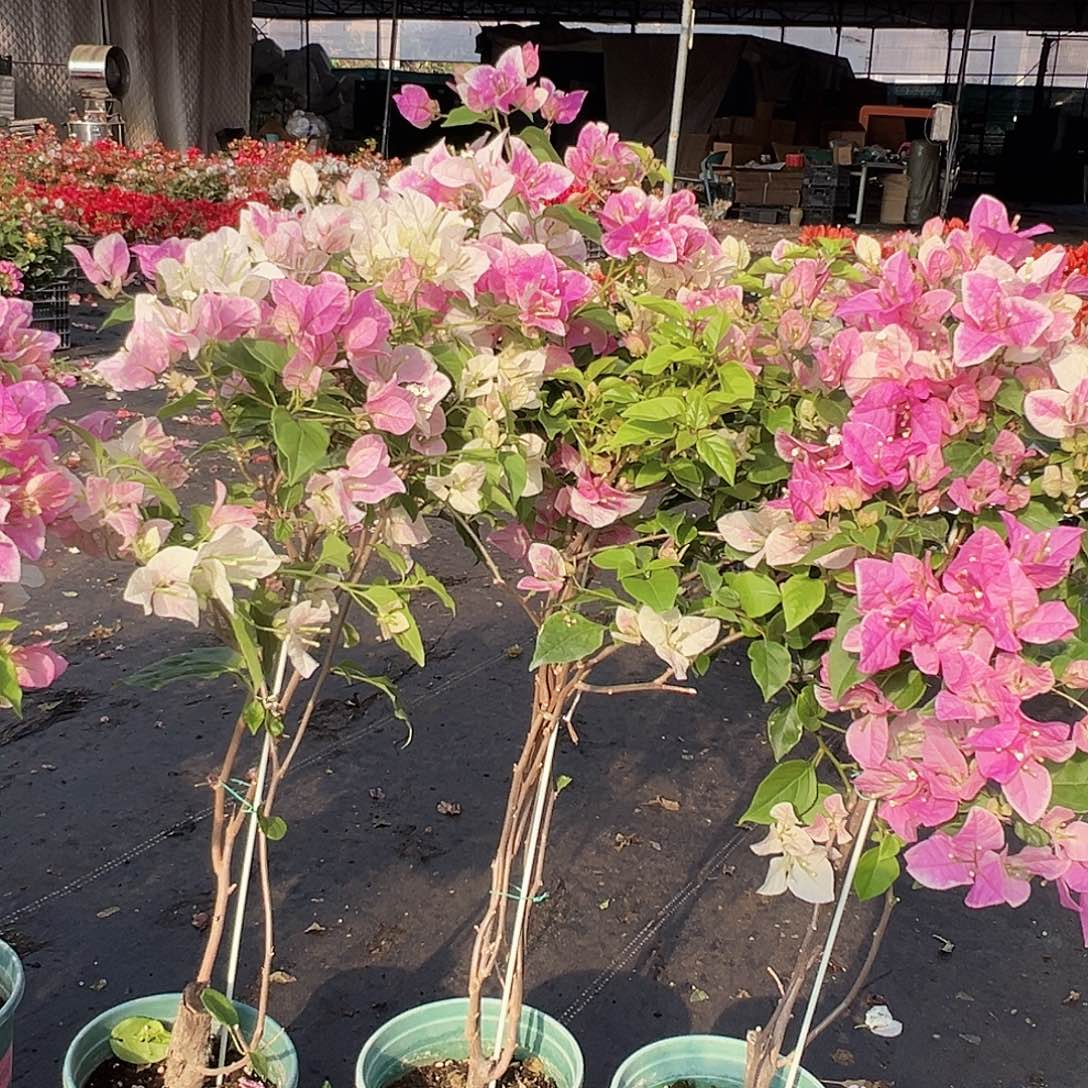 大部分花苞少量开放广红樱棒棒糖带竹一棵