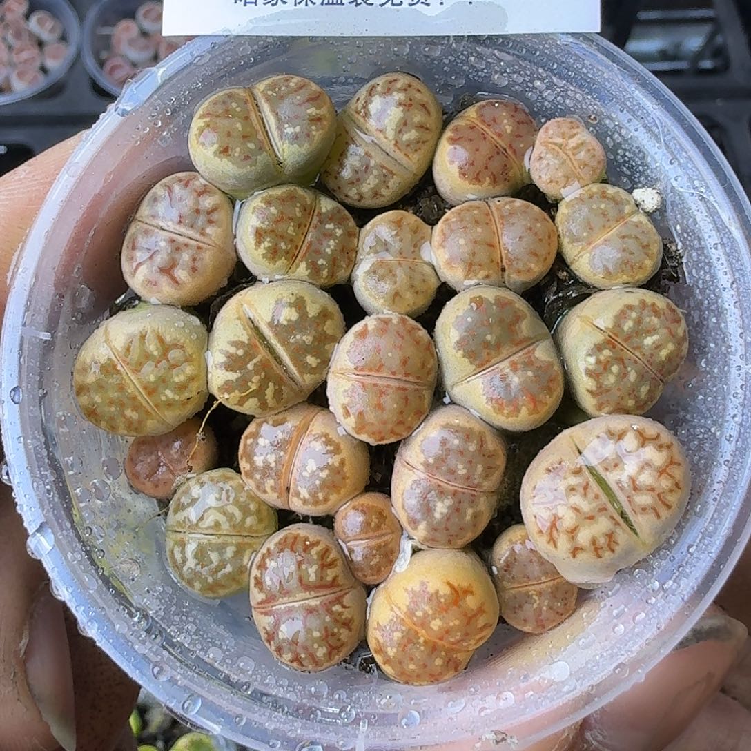 2059 哈哈哈哈哈哈哈哈哈