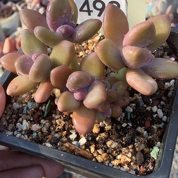?**快492号芒果奶微瑕啊啊啊啊啊