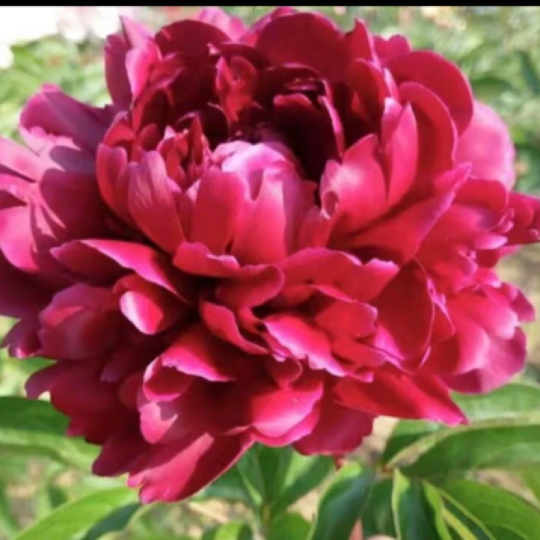 黑海波涛芍药花苗；一物一拍