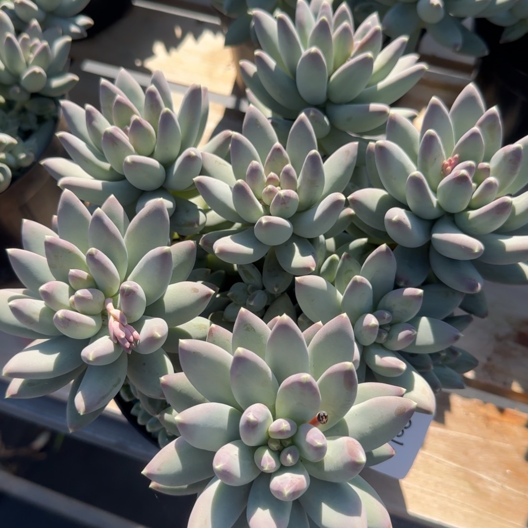 2801松果美人凡艺多肉