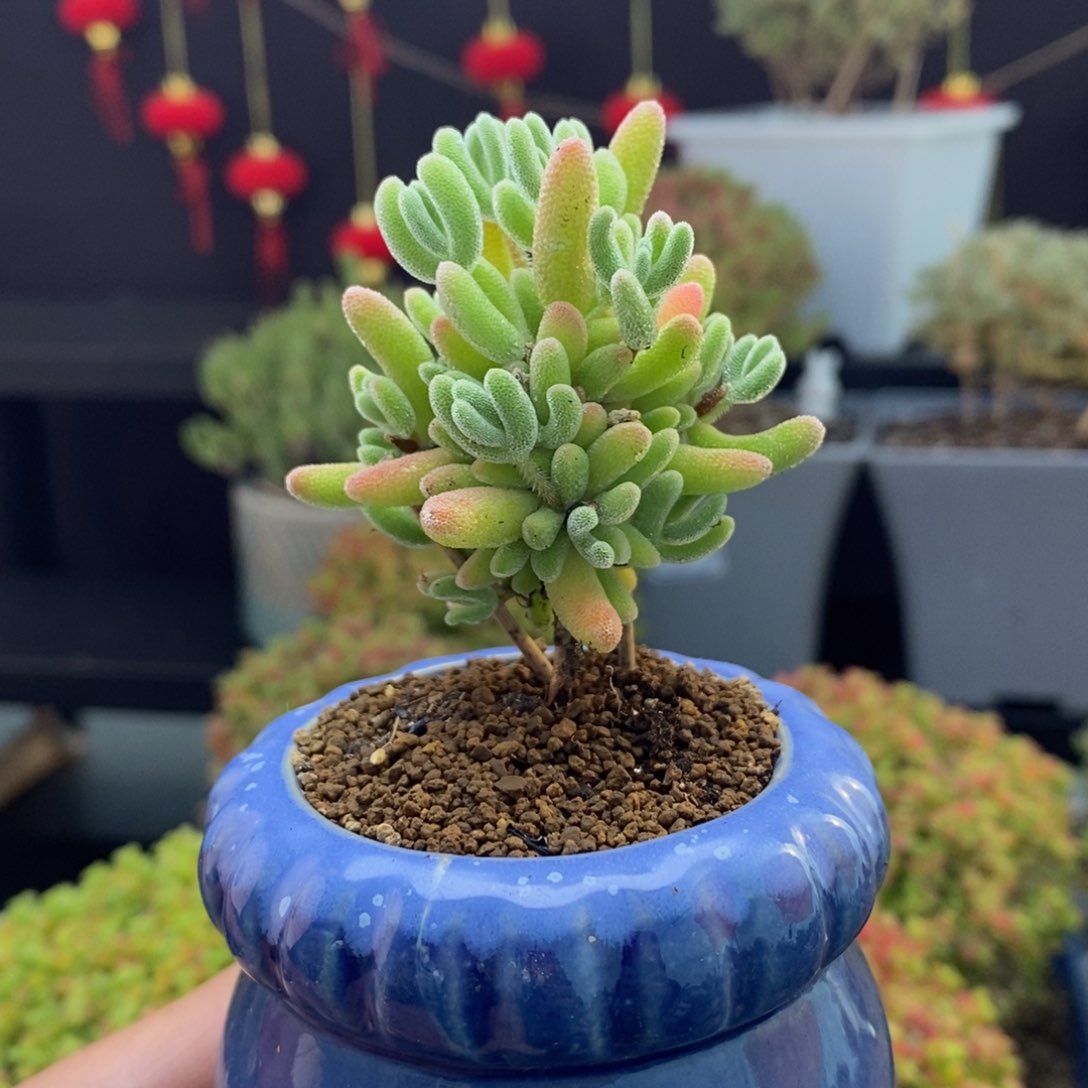 301号实生红叶枝干多肉 