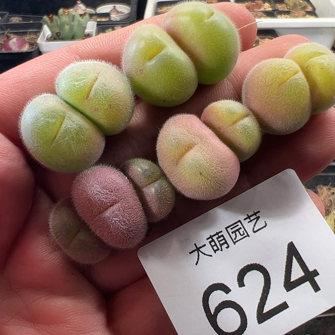 一物一拍。    624