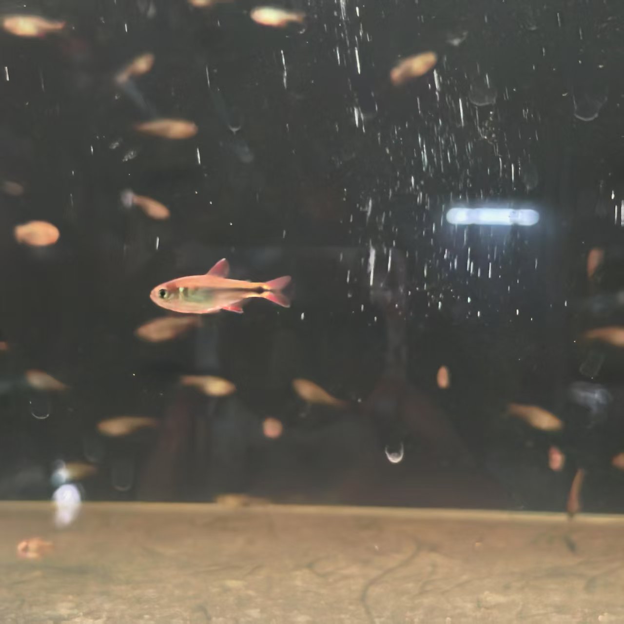 西西小鱼 炙焰河虎鱼 灯科鱼小型小鱼观赏鱼饲养混养活体水族热带