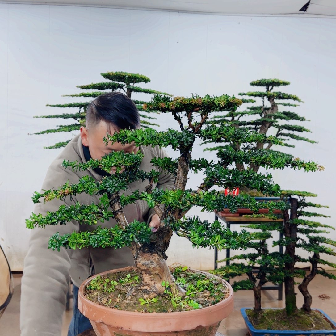 永***哥无花朵盆景园林……