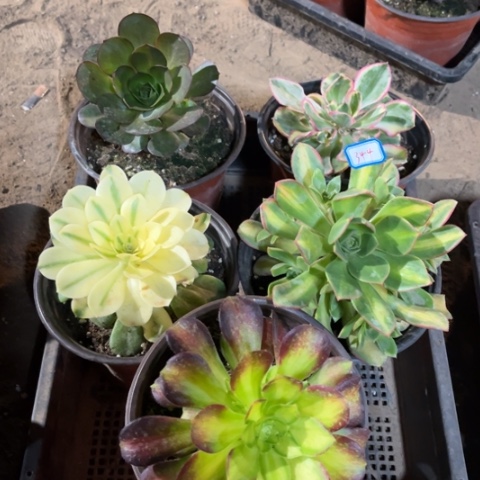 344多肉植物组合