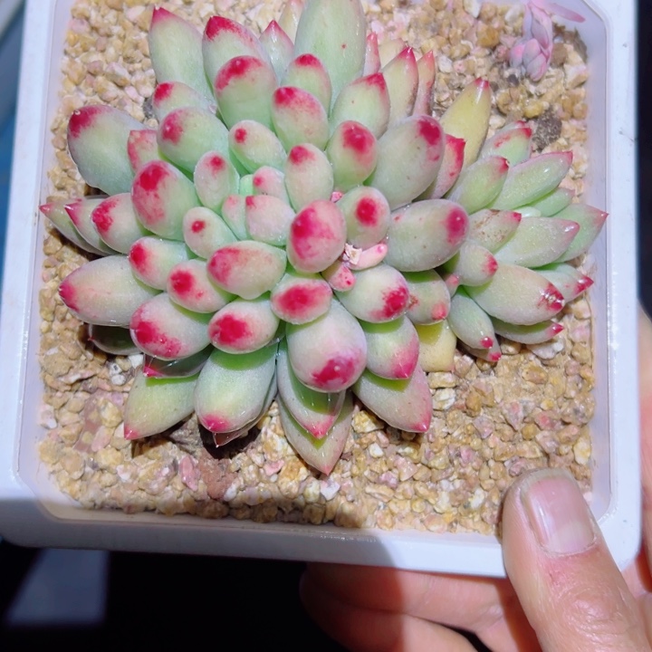 精品多肉植物老桩