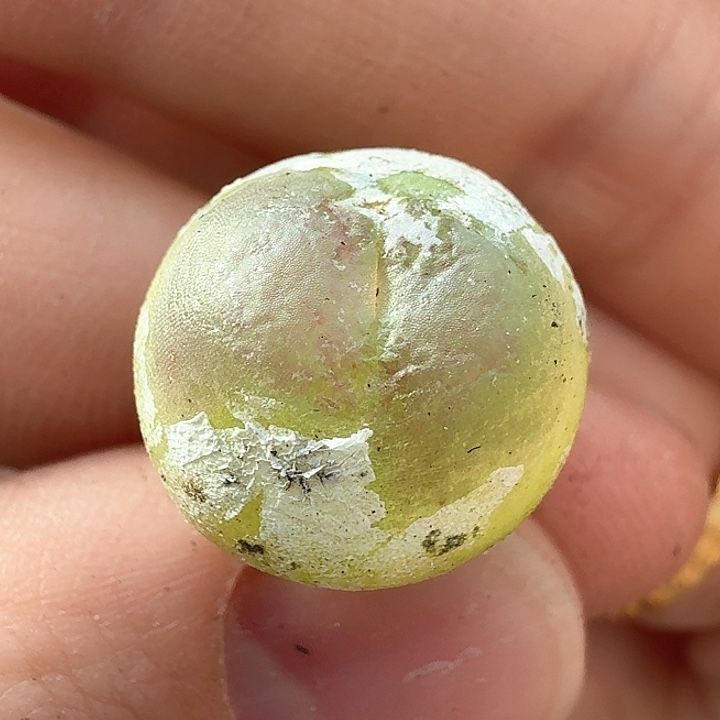 老马生石花拉登1041