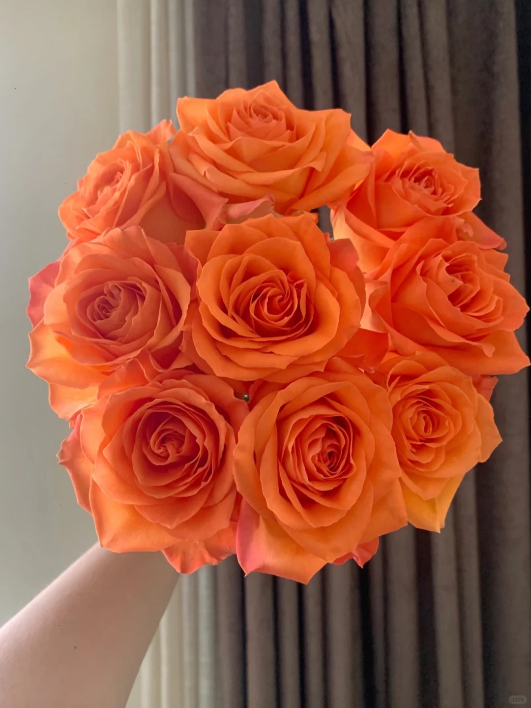 【国王日】精选国王日单头玫瑰家居摆放插花云南鲜花优质鲜切花