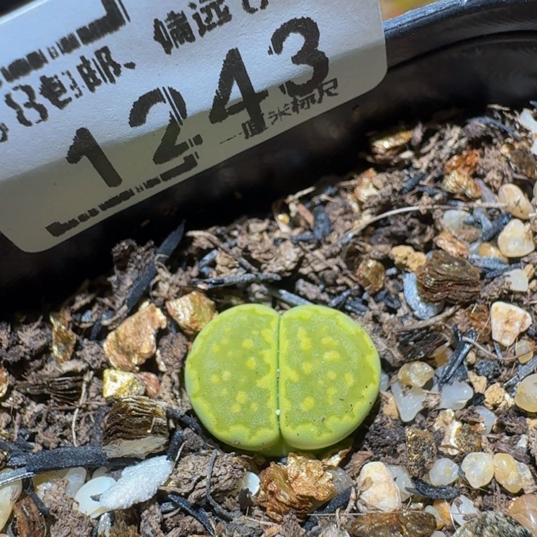 Sssss精品生石花1243