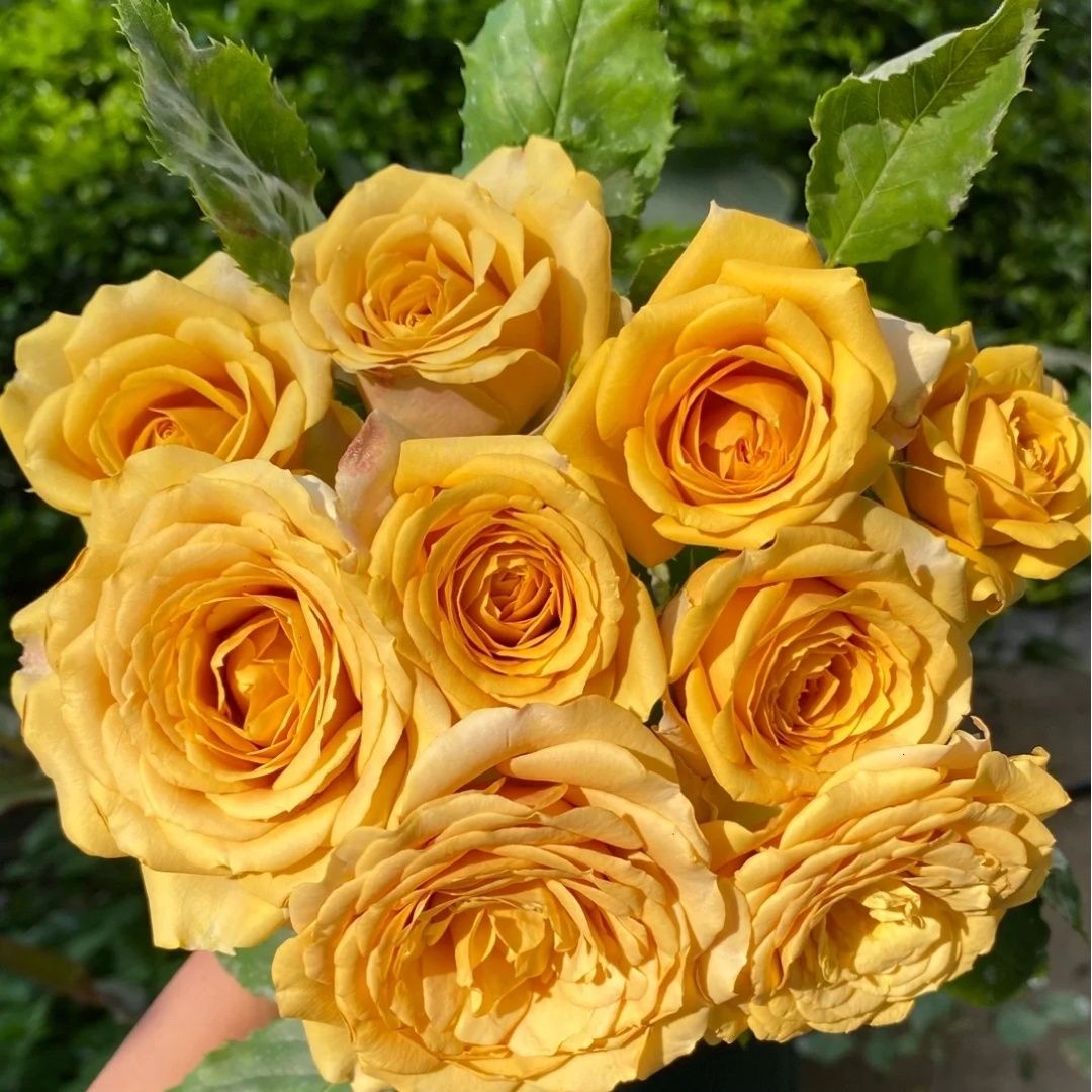 松之梦 大花浓香月季 扦插花苗 灌木复古色切花玫瑰四季开花