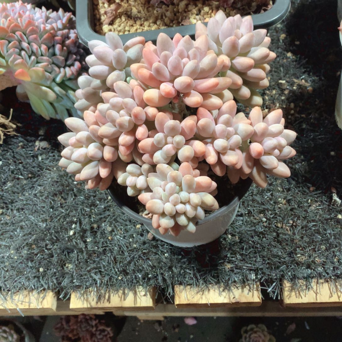 多肉植物多肉植物