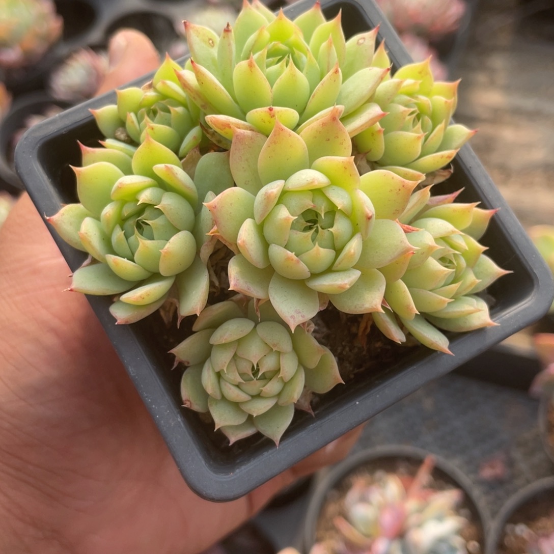 0711  虞姬  六月六