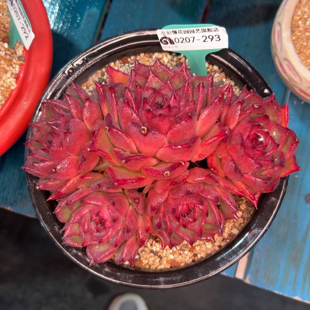 多肉一物一拍编号0207-293