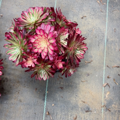 回**你多肉植物铜壶白锦