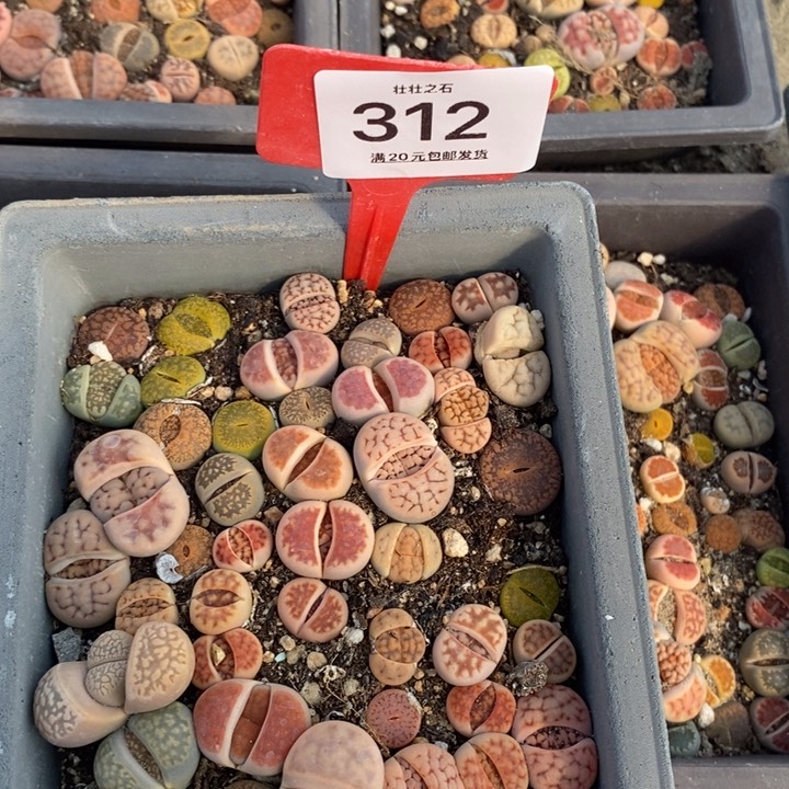 大****么312生石花小苗长