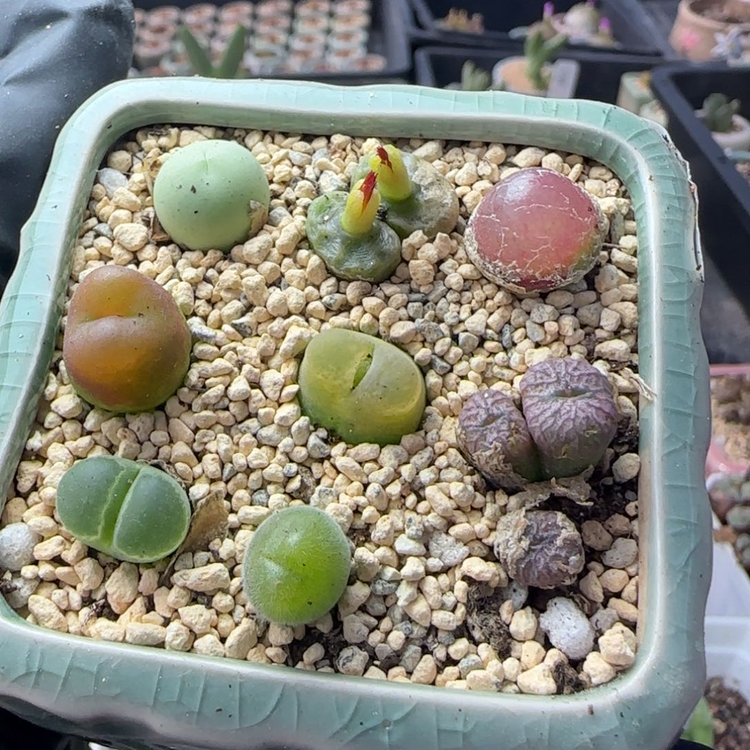 4945-一物一拍 带盆