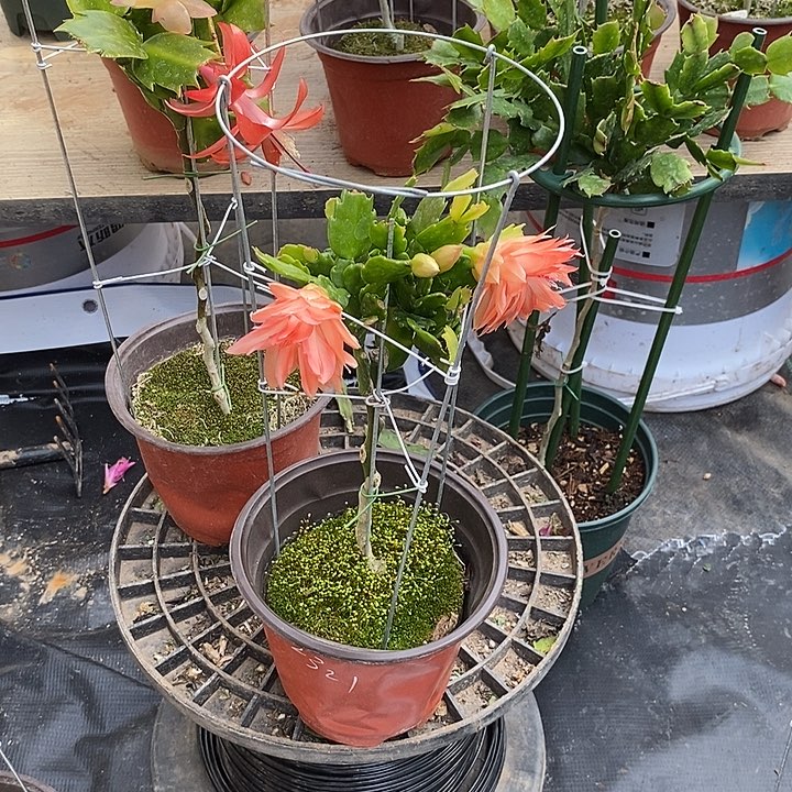 往**风定制3层叶仙嫁接蟹爪兰一物一拍