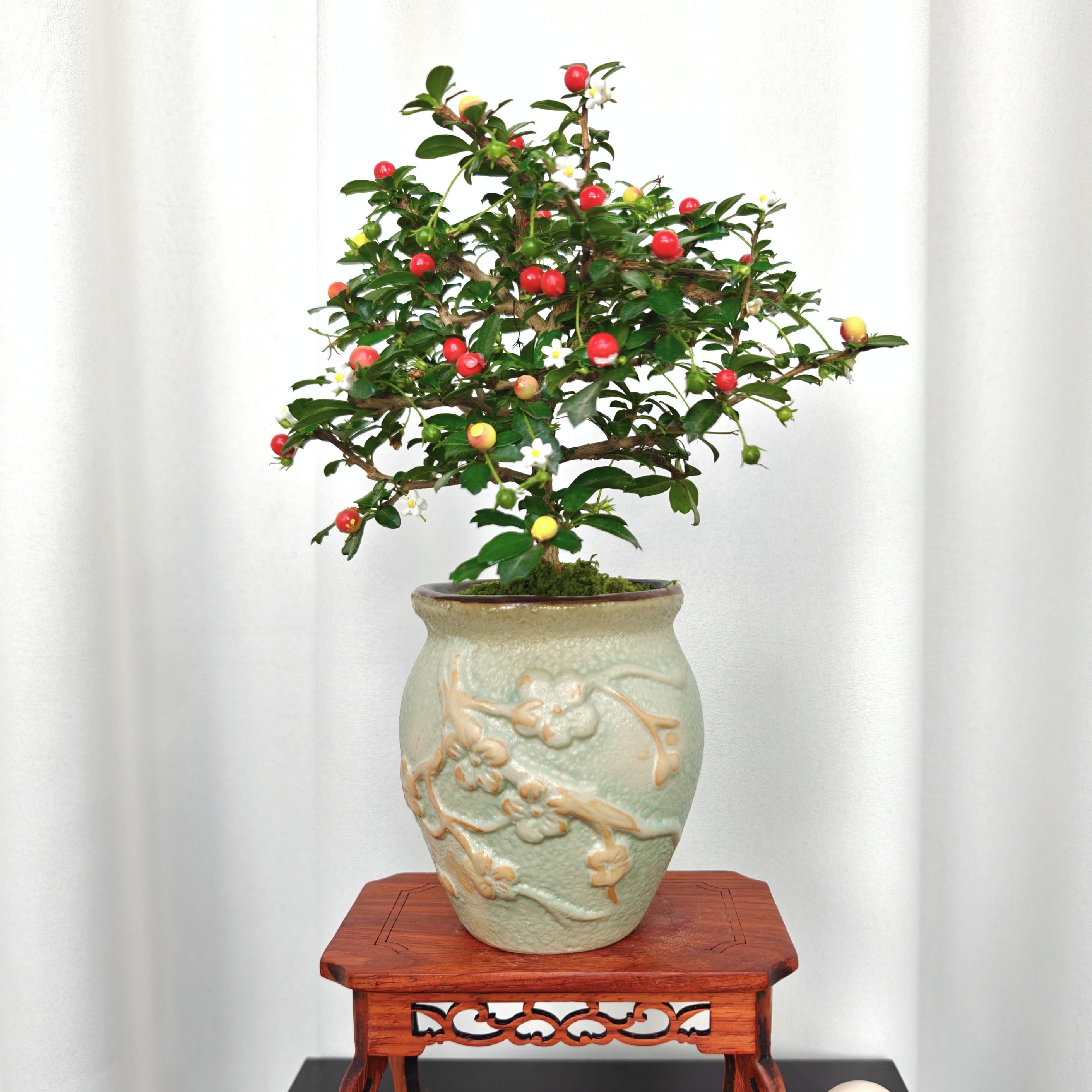 小叶福建茶【带花果】浮雕陶瓷盆老桩室内室外茶桌办公桌面好养易活
