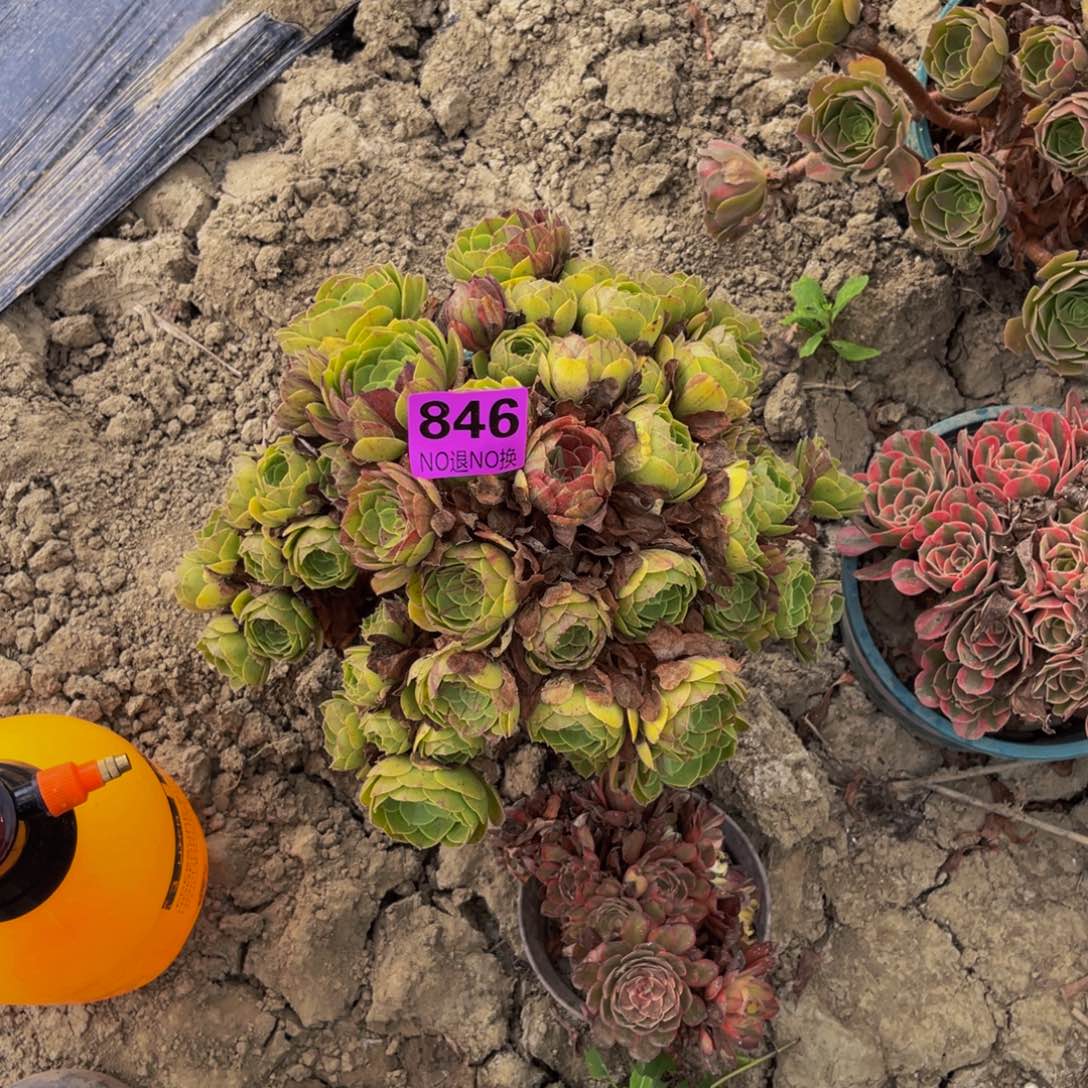 万圣节法师6-40朵朵