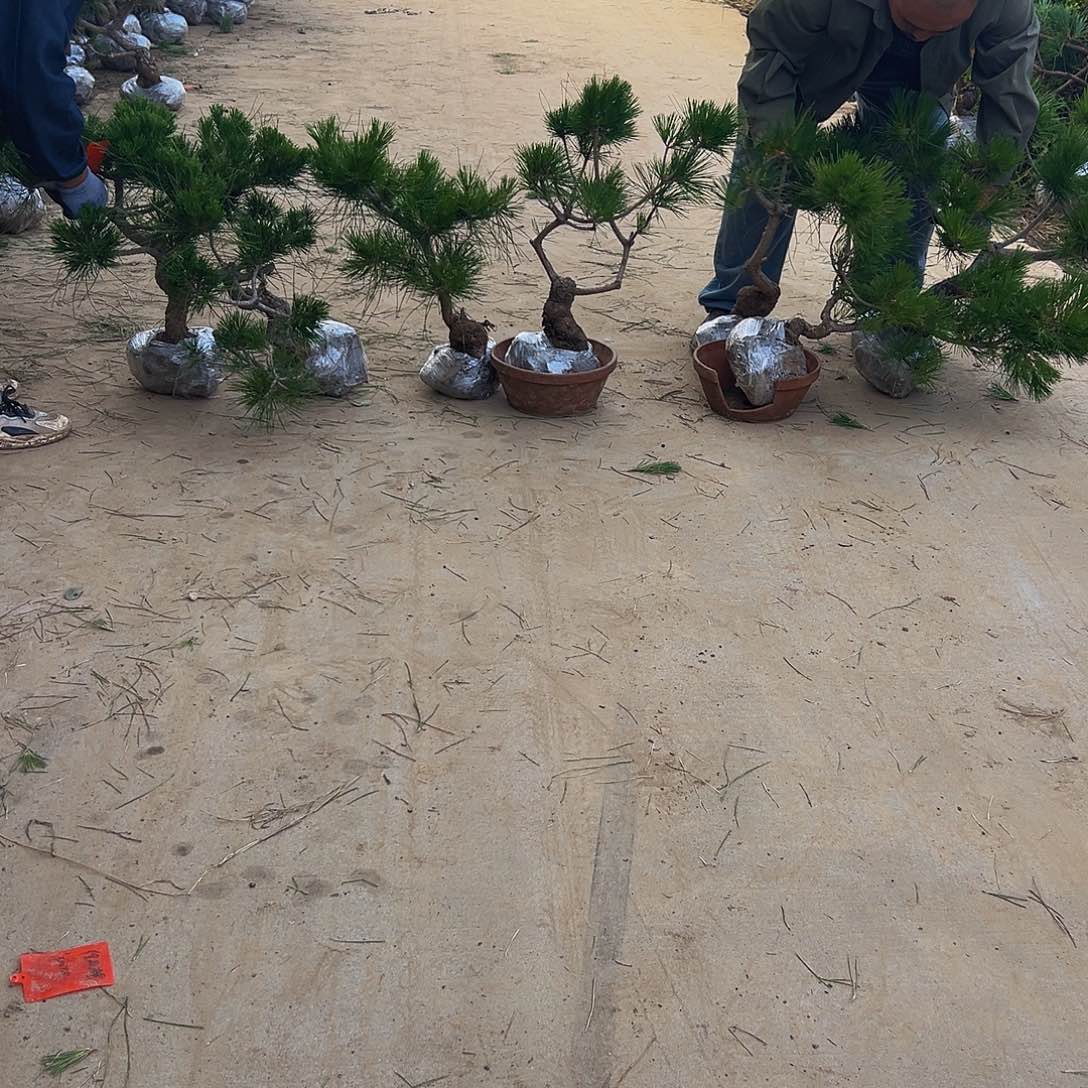 无花朵二****院88888888888888
