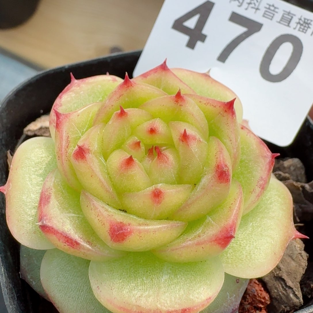 孤品珍妮         精品多肉