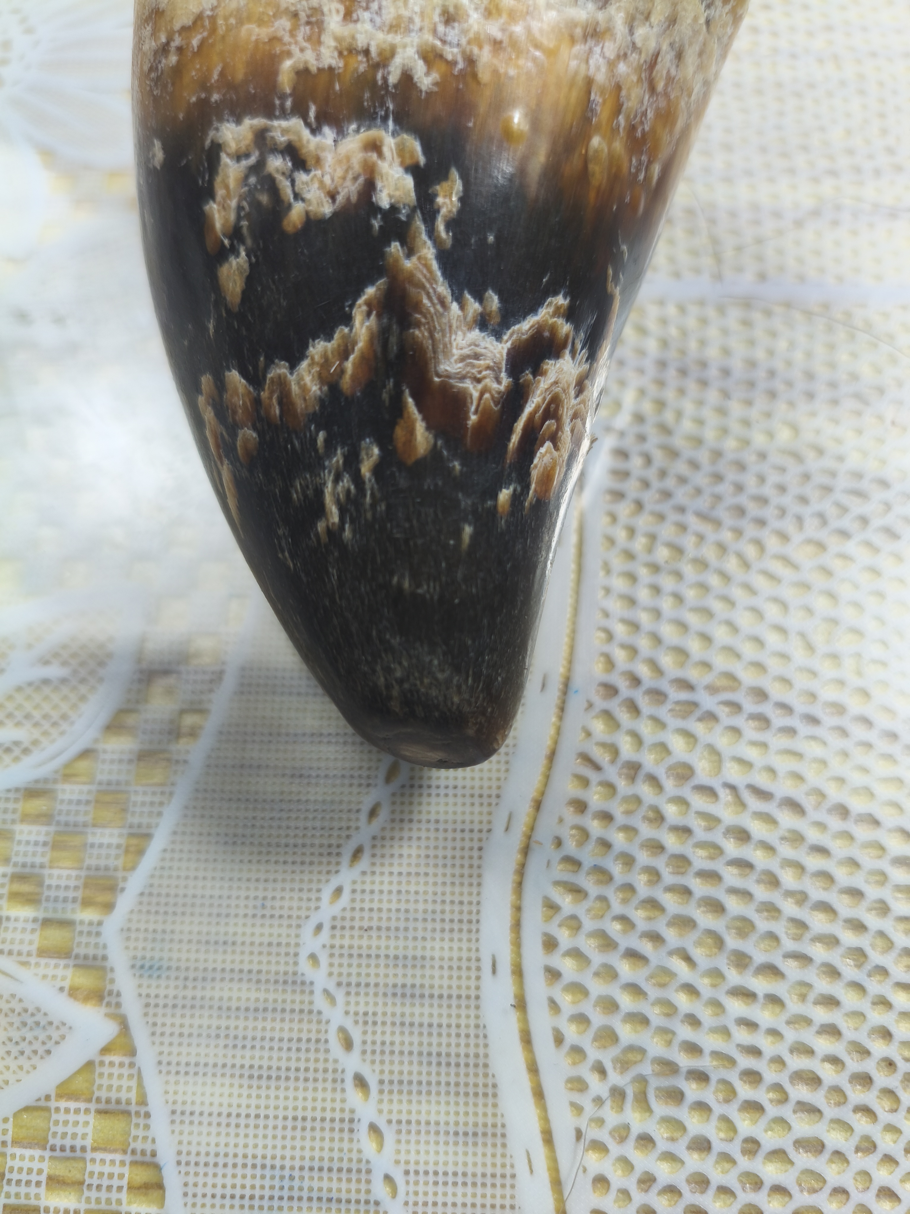 乡缘好货土特产x菇