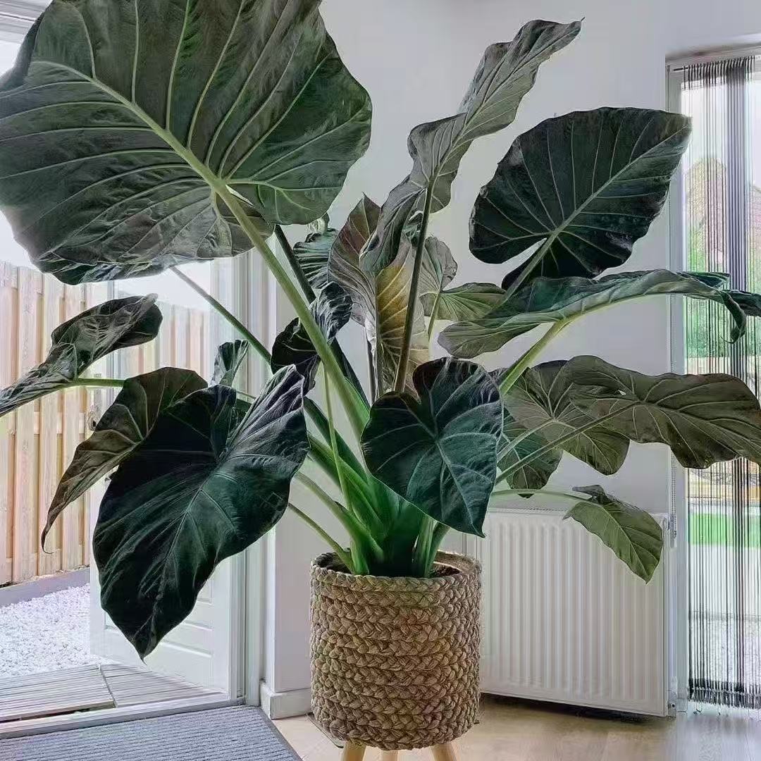 帝王盾海芋室内热植天南星科荧光叶面高级好养观叶绿植新品