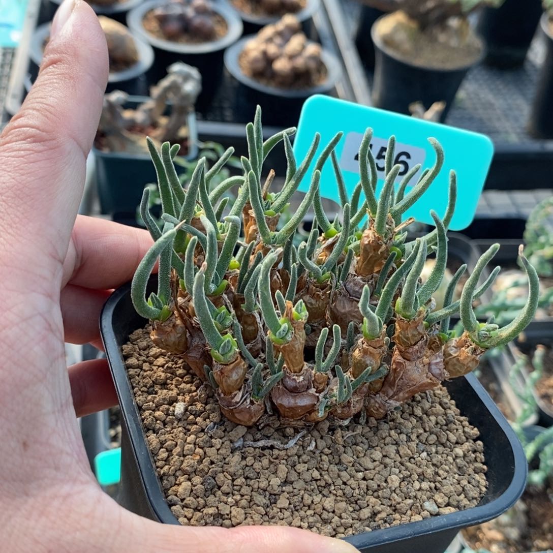 碧光环小兔子一个