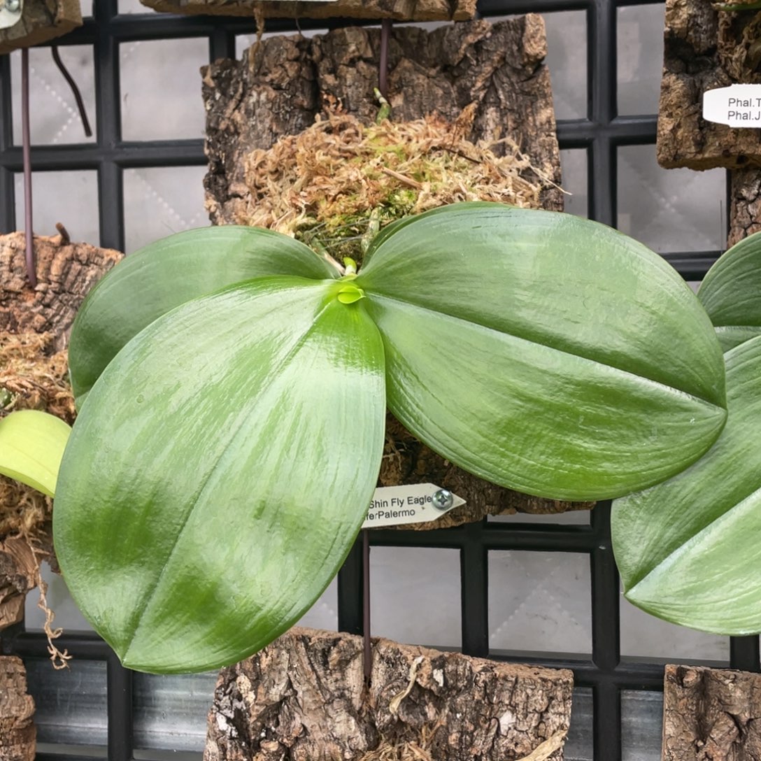 当前无花栽培后可以开花（板植）飞鹰珍