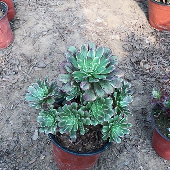 @***莲水墨画法师0000024