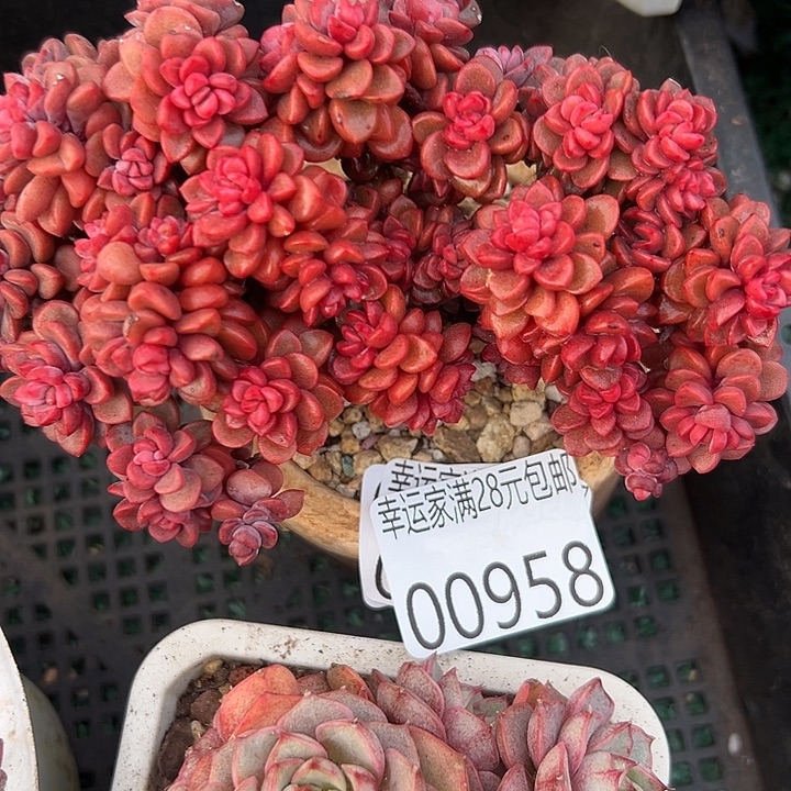 幸运的是我还在努力幸运