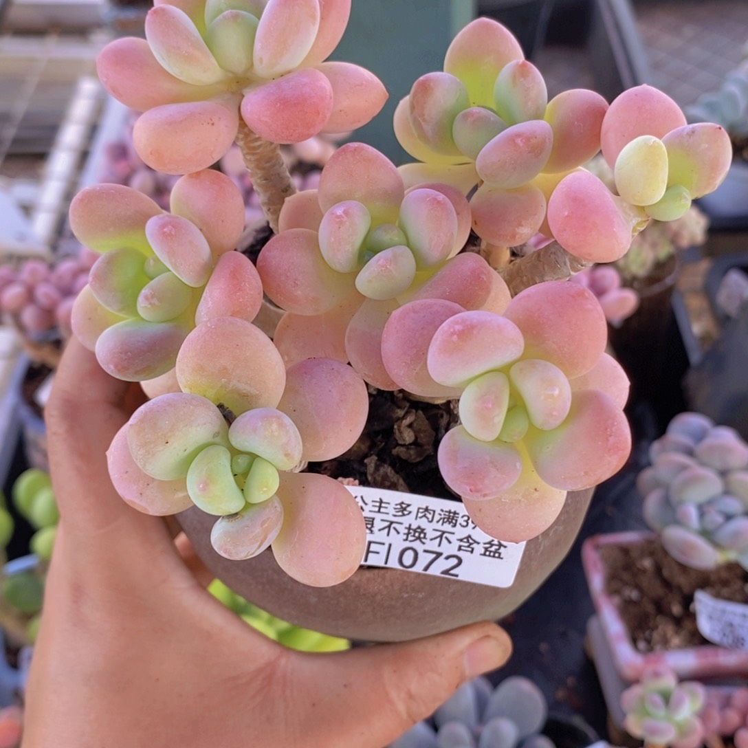 花朵洛神老桩有掉叶11cm1072多肉植物