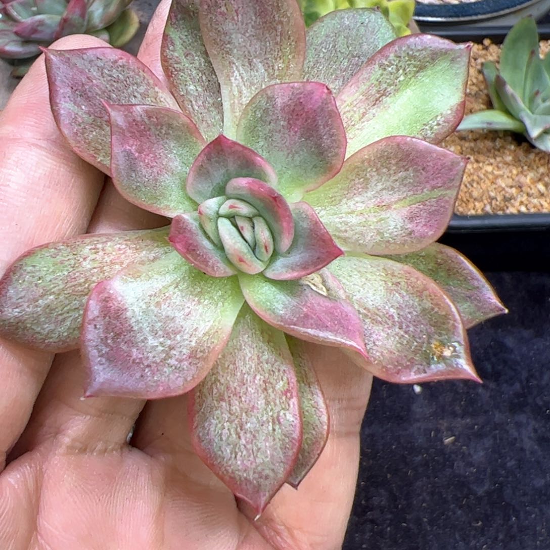 彩锦，多肉植物组合