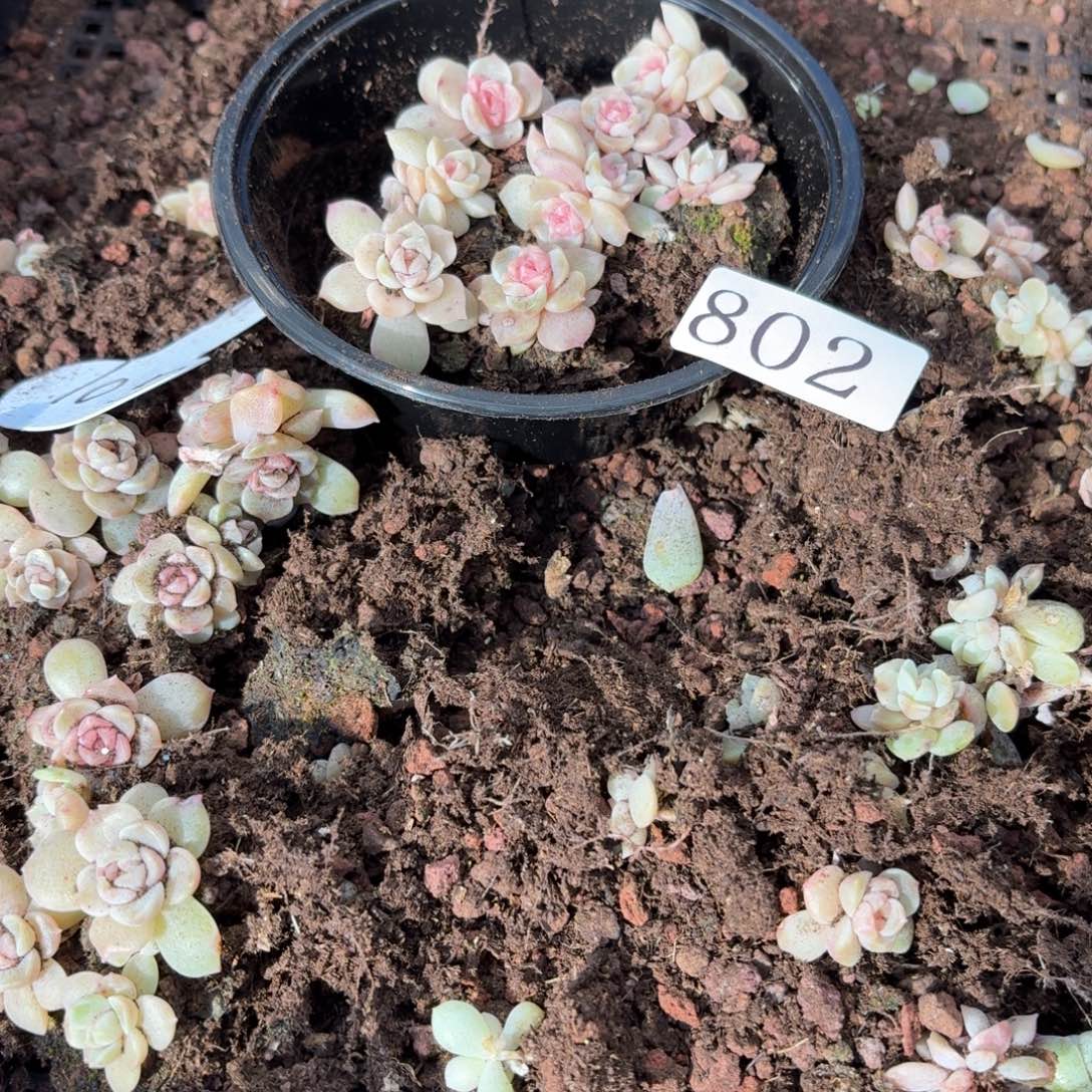 *****多肉植物多肉植物802