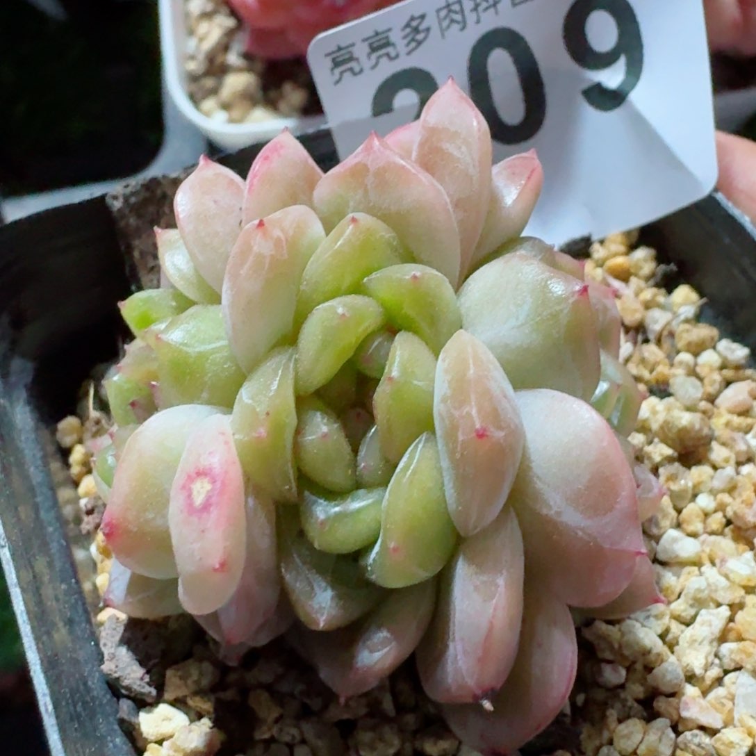 甜心群生         精品多肉