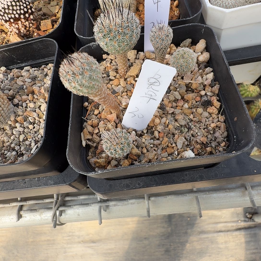 龟***）花花花花花花花花花两颗