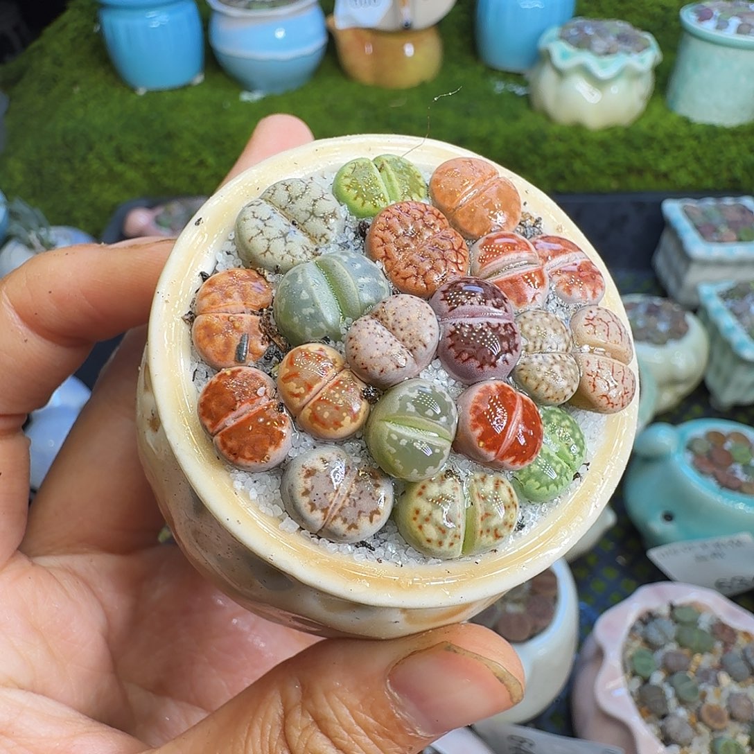 多肉植物福利冲690