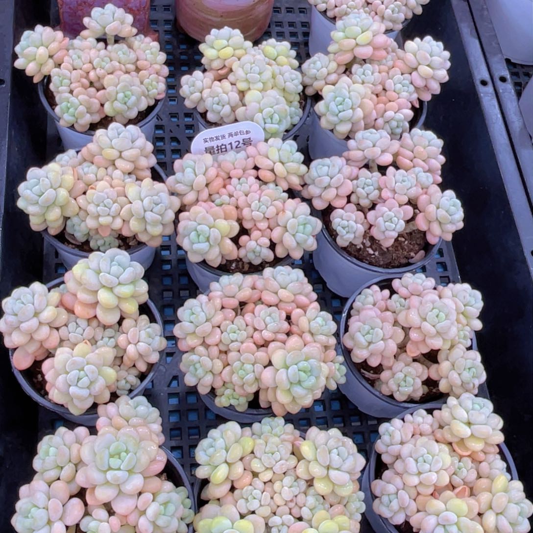 量拍12号洛可可老桩手捧大群生一个