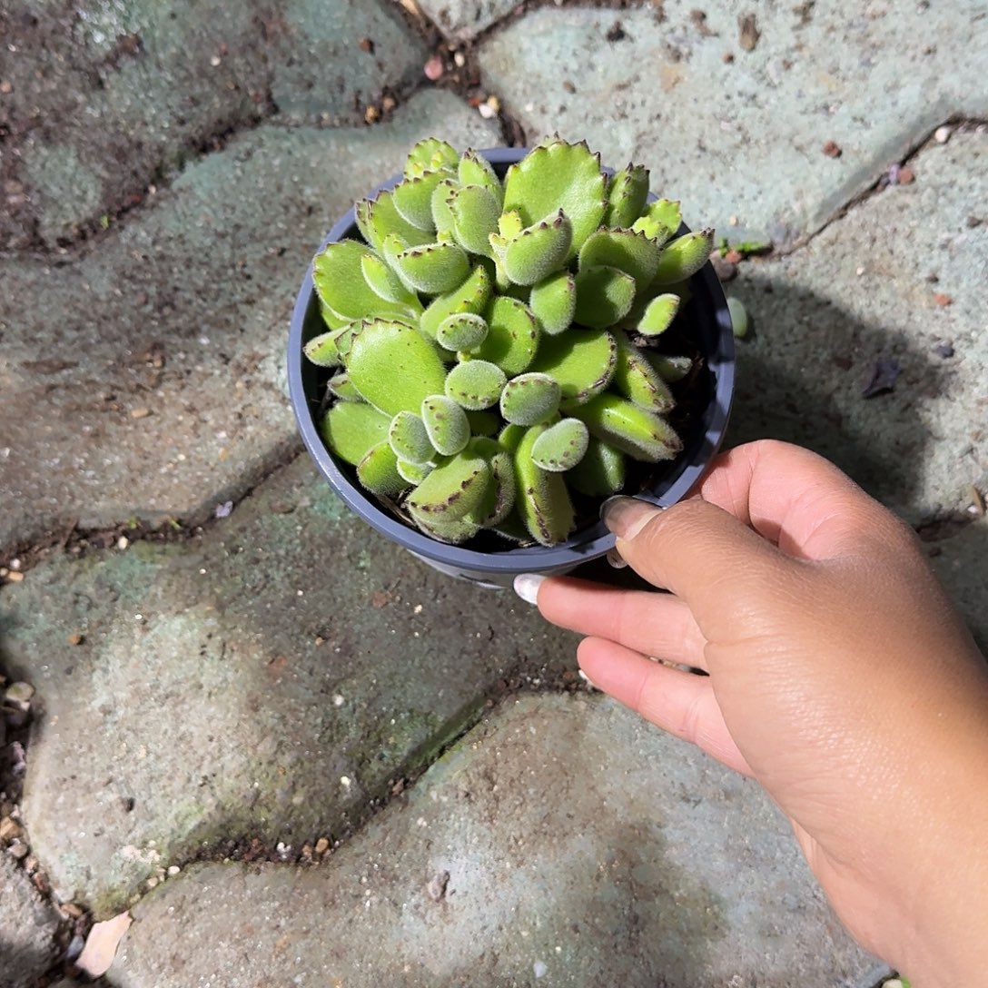 瑶****淡雪锦➕熊童子多肉植物