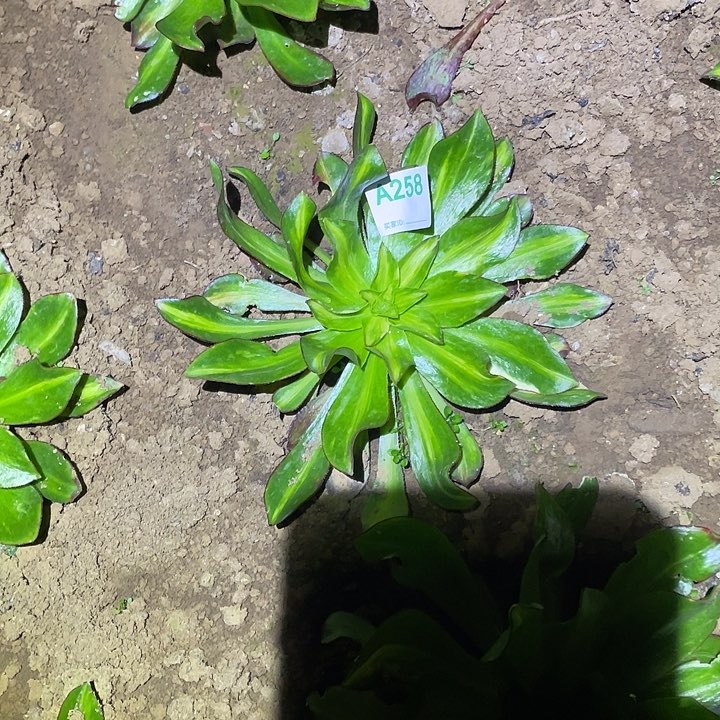 赢多肉植物断枝不包258魅影七彩中班