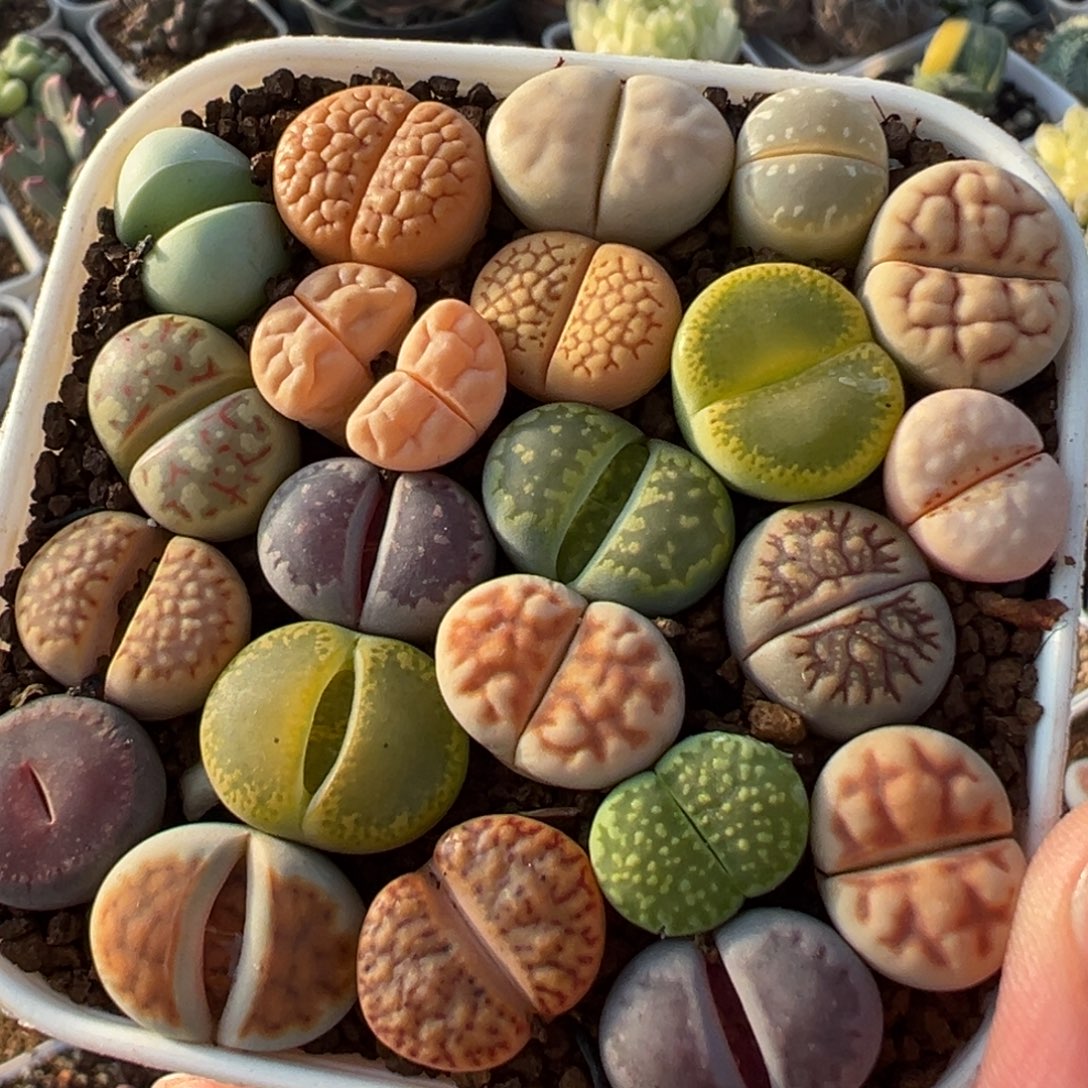 一组带盆多肉植物百科