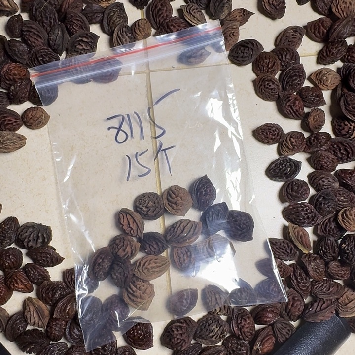 用***8手串/手链核桃桃核