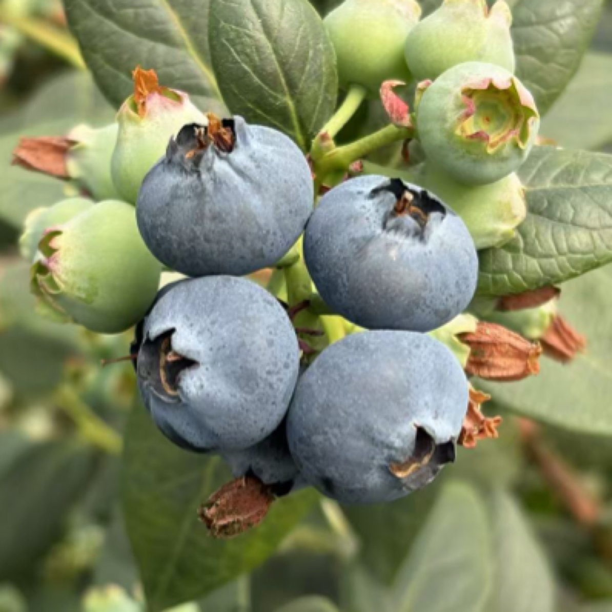 云南抚仙湖高原蓝莓  125g/盒