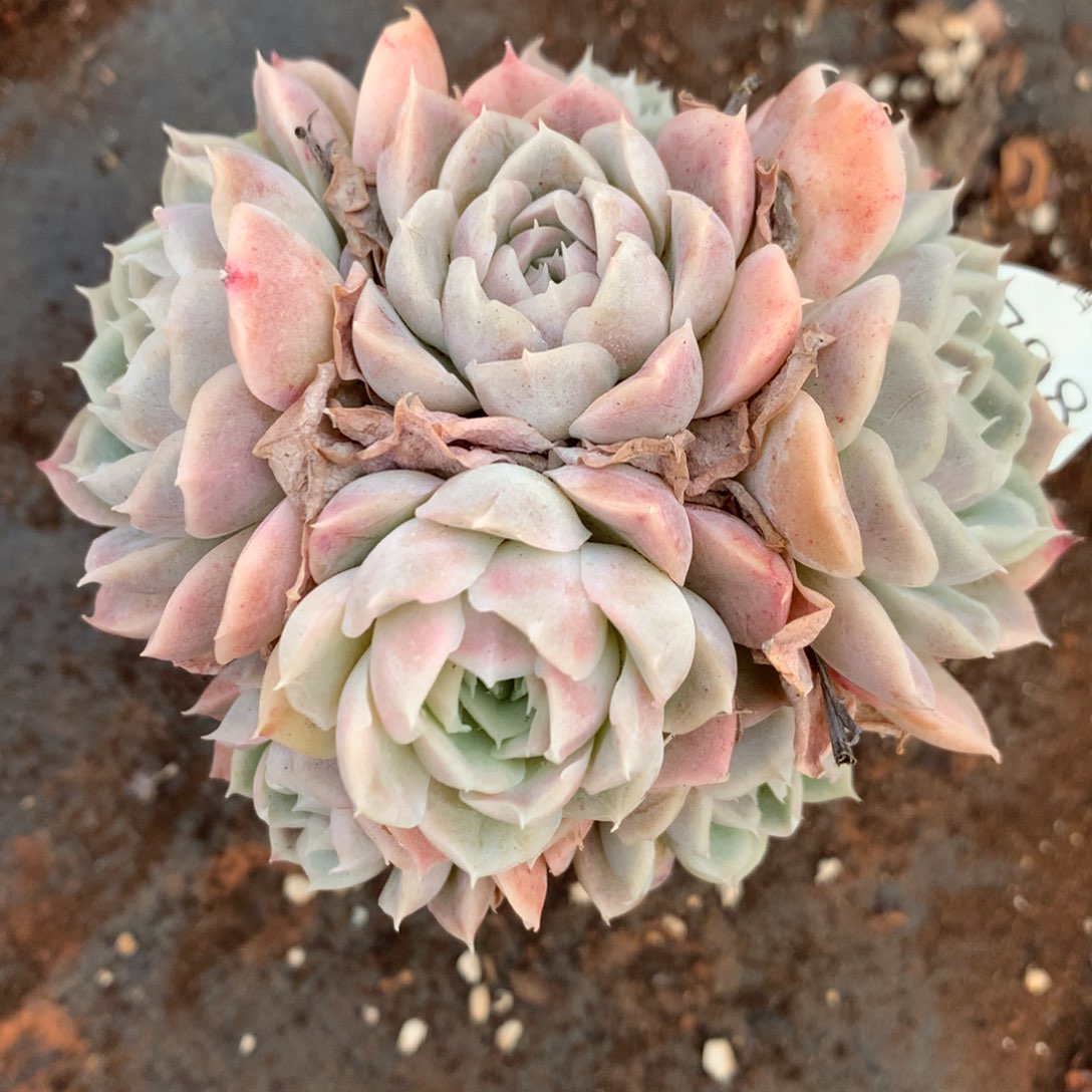 6798杂交精品基地10厘米