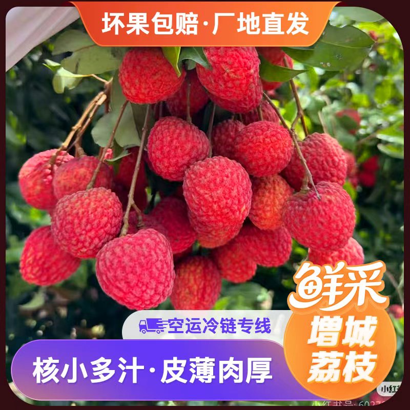 7.15广州增城仙进奉荔枝【空运冷链专线】新鲜应季水果果园直发荔枝同城送广东省