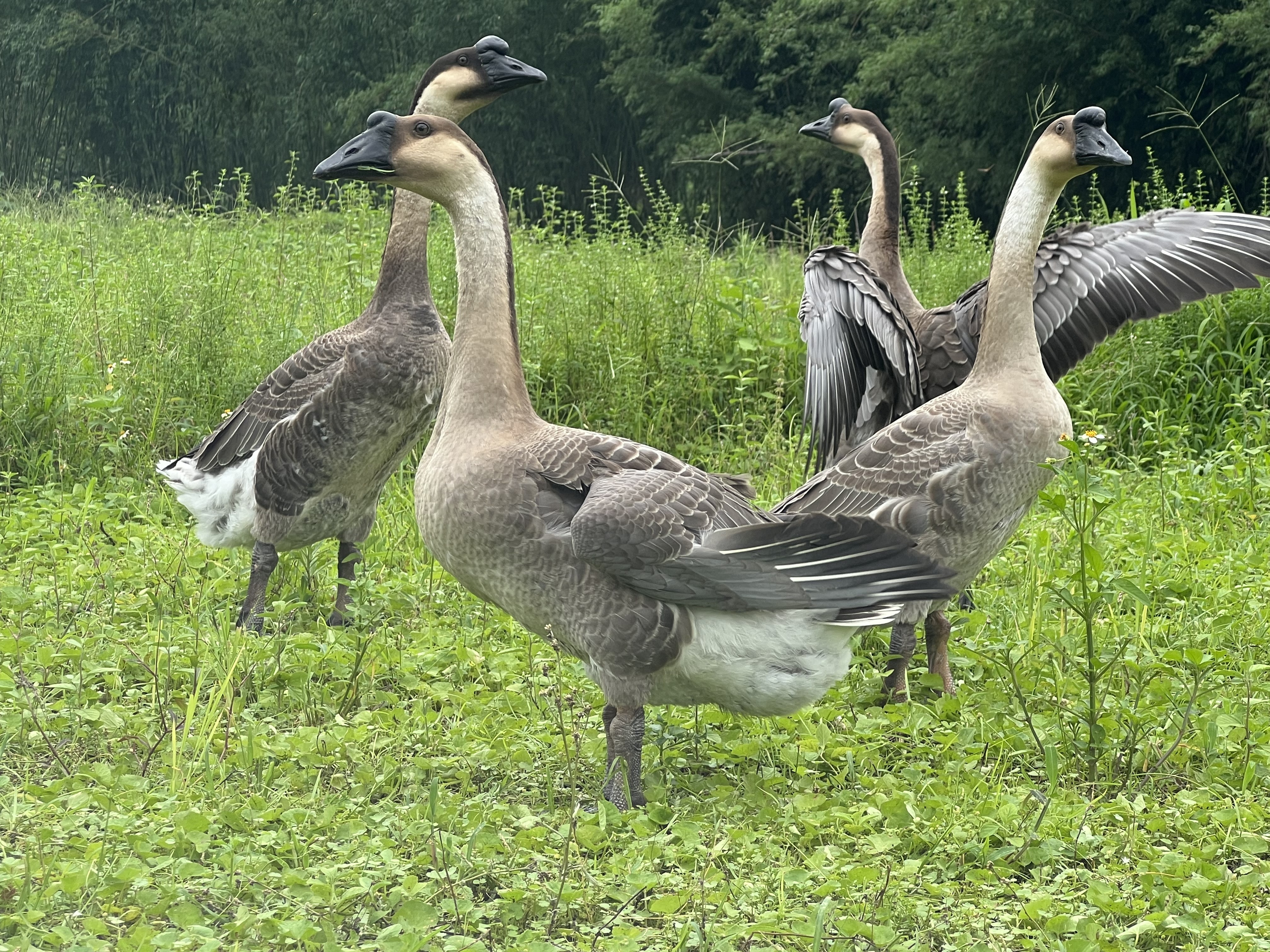 清远乌鬃鹅 现杀现发广东黑棕鹅大鹅新鲜农家散养土鹅肉 顺丰包邮