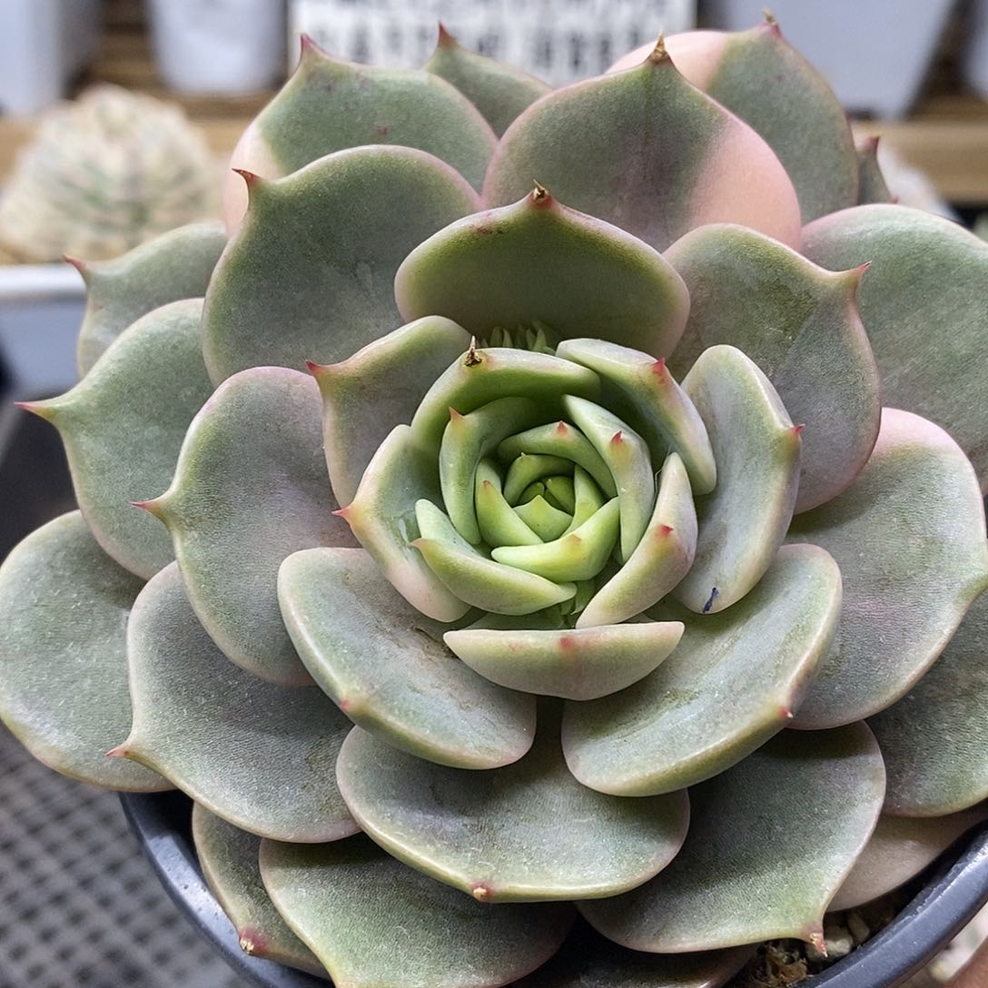 01137 福利贝加尔湖锦 不售后